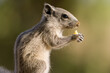 Cute small Indian palm squirrel gnawing food on a blurred background