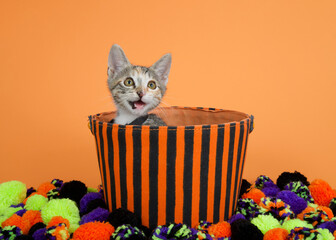 Wall Mural - Portrait of an adorable Tabby Calico mix kitten wearing a black collar peeking out of an orange and black striped Halloween basket. Looking up meowing. Colorful yarn balls on floor, orange background.