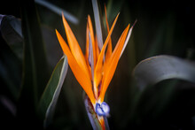 Closeup Shot Of A Blooming Orange Bird Of Paradise Flower