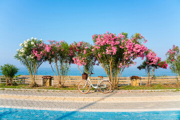 Wall Mural - Beautiful resort seaside promenade with blooming colorful Oleanders and white bicycle against the backdrop of Mediterranean sea and blue sky.