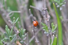 Closeup Of A Ladybug On A Twig