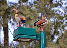 Close-up Shot Of Egyptian Geese Standing On A Street Light