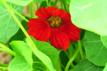 Red Nasturtium Blooms On A Bed In The Garden Capuchin Flowers Cultivation