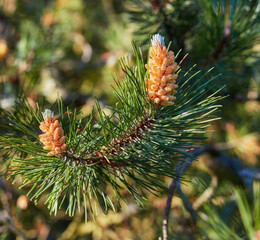 Closeup of a red pine tree branch growing in an evergreen boreal forest. Coniferous forest plant in spring on a sunny day against a blurred background. Norway pine needle indigenous to North America