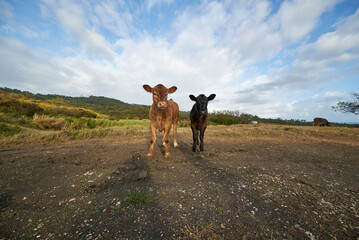 Canvas Print - Low angle of two adorable calves in the field with beautiful blue sky above them