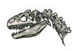  Dinosaur skeleton, Tyrannosaurus rex - vector illustration