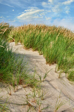 Landscape Of Beach Sand On West Coast Of Jutland In Loekken, Denmark. Closeup Of Tufts Of Grass Growing On An Empty Dune With Blue Sky And Copyspace. Scenic Seaside To Explore For Travel And Tourism