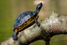 Closeup Shot Of A Yellow-bellied Slider Turtle In A Park In A Blurred Background