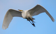Great White Egret Or Snowy Egret Flying High In The Blue Sky In Florida