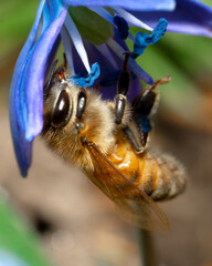 Sticker - Macro of a bee on a blue flower