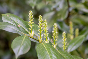 Closeup of Salix hastata plant in a park