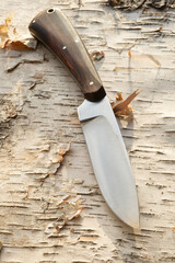 Wall Mural - Handmade Hunting Knife with Cocobolo wood handle on Birch tree bark surface. Made and owned by photographer. 