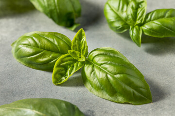 Raw Green Organic Italian Basil Leaves