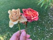 2 verwelkte Rosen in der Hand eine Frau in der Natur 
