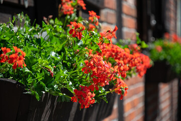 Wall Mural - Red geranium in a flower pot on the windowsill