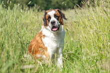 Portrait Of A Beautiful Saint Bernard Dog On A Meadow In Summer Outdoors