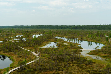 Wall Mural - Steg über das Große Ķemeri Moor im Nationalpark Ķemeri in Lettland