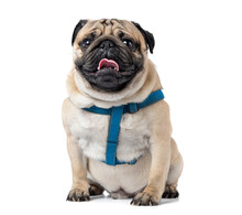 The Pug Is Sitting In A Blue Harness With His Tongue Hanging Out, Isolated On A White Background