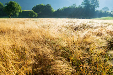 Wall Mural - Wildgrass with morning dew on the alpine meadow.