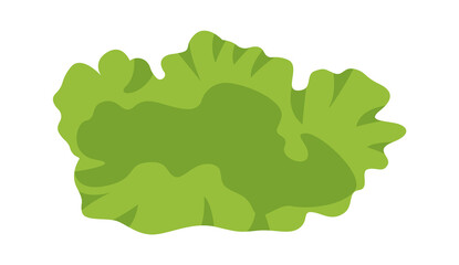 Wall Mural - Lettuce organic food. Vector illustration