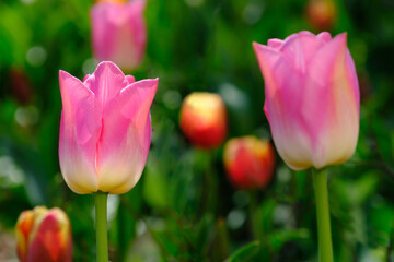 Wall Mural - Beautiful pink tulips on a blurred background, close-up