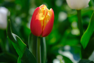 Beautiful red yellow tulip flower on a blurred background, close-up