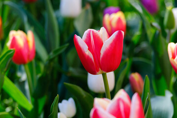 Wall Mural - Beautiful red tulip flower on a blurred background, close-up