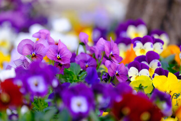 Wall Mural - Lilac and yellow variegated pansies, close-up.