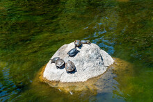 Turtles Warm In The Sun On Rock At The Mirabeau Point Park Pond And Waterfall In Spokane Valley, Washington, USA.