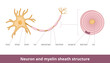 Neuron and myelin sheath structure. Visualization of neuron cell and myelin sheath structure including neuroglia cell and cross-section of the myelin sheath.