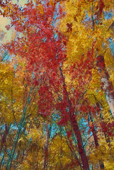 Wall Mural - Fall foliage image edited to look like an impression acrylic painting. 