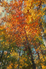 Canvas Print - Fall foliage image edited to look like an impressionist-style painting. 