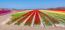 Dutch Red Tulips Flower Field Under A Blue Sky