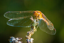 Vagrant Darter Male Dragonfly Sympetrum Vulgatum