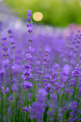Wall Mural - lilac lavender flowers on a blurred background, close-up. can be used as an abstract natural backgro