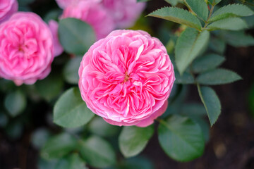 Wall Mural - Blooming garden roses bush with rose buds and green leaves