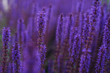 Wall Mural - lilac lavender flowers on a blurred background, close-up. can be used as an abstract natural backgro