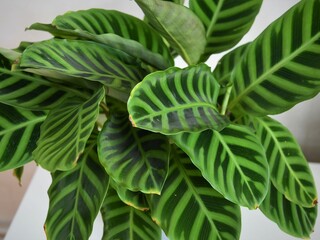 Close up of Calathea zebrina (the zebra plant) leaves. The leaves are striped with two shades of green. Plant isolated on a white background, in landscape orientation.