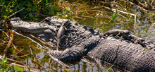 American Alligator Mother With Alligator Babies On Her Back At Orlando Wetlands Park In Cape Canaveral Florida.