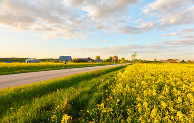 Wall Mural - Bicycle parked on the country road near the blooming rapeseed field. Idyllic rural scene. Spring, early summer. Nature, environment, ecology, healthy lifestyle themes