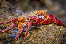Sally Lightfoot Crab On A Rock 