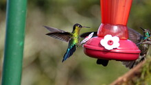 Fiery-throated Hummingbird (Panterpe Insignis) At A Hummingbird Feeder At The High Altitude Paraiso Quetzal Lodge Outside Of San Jose, Costa Rica