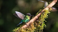 Fiery-throated Hummingbird (Panterpe Insignis) Perched On A Stick With Its Wings Extended At The High Altitude Paraiso Quetzal Lodge Outside Of San Jose, Costa Rica