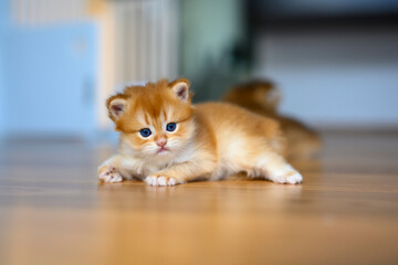 Wall Mural - Golden British Shorthair kitten crawls on a wooden floor in a room in the house. little cat learning to walk front view. Childhood cats are mischievous. cute purebred kitten