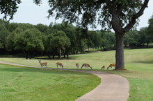 Deer On My Course