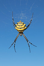 A Garden Orb Web Spider (Argiope Australis) In Web Against A Blue Sky, South Africa.