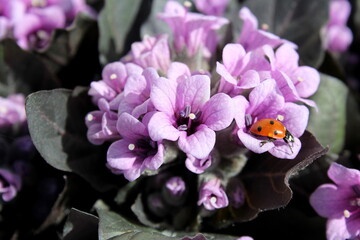 Wall Mural - Pink lungwort flowers grow outdoors. Ladybug eats pollen.