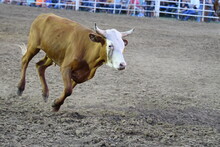 Calf In A Rodeo Arena