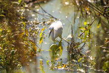 Snowy Egret (Egretta Thula) Is Fishing. 