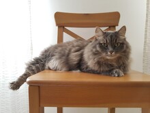 Gray Cat Sits On A Chair